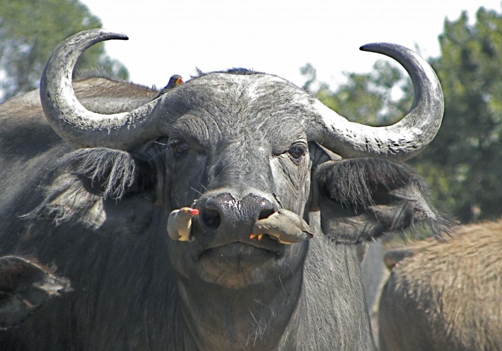 A model of endemic foot-and-mouth disease in African buffalo